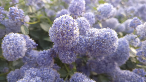 close up of purple flowers 4 horizontal